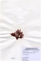 藏品(藍子藻)的圖片